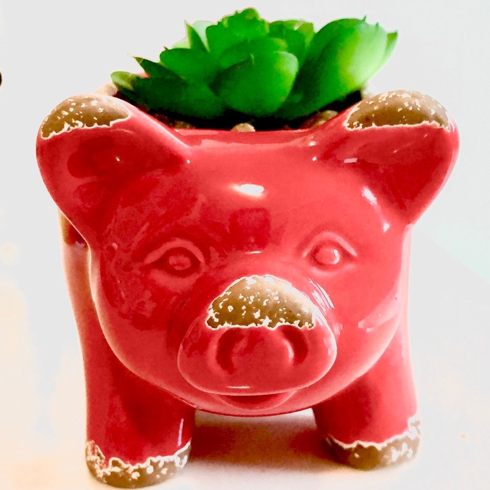 New succulent planter